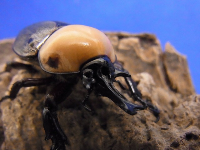 新年に かわいいカブトムシ