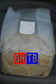 TB�֥��å�1��3.5L