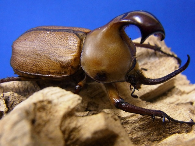 久々にタテヅノカブト入荷致しております。 BIGHORN カブト虫
