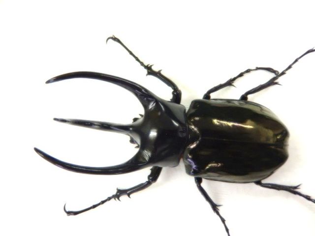 BIG‼スマトラコーカサス♂117ミリペアを2ペア販売