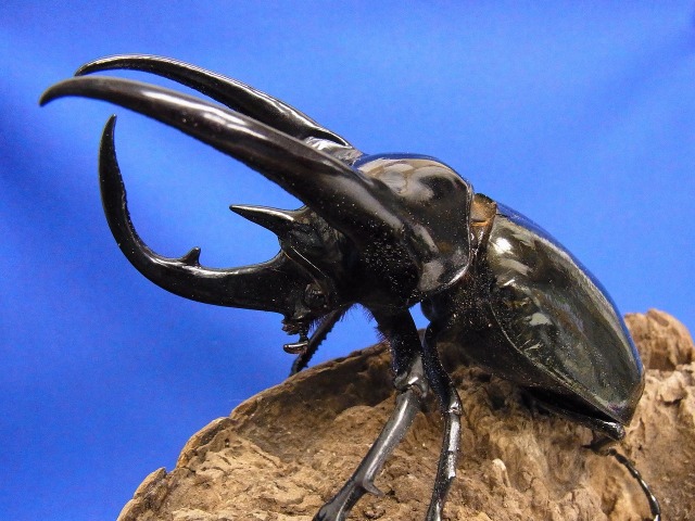 スマトラコーカサス入荷。 BIGHORN カブト虫・クワガタムシの総合ショップ