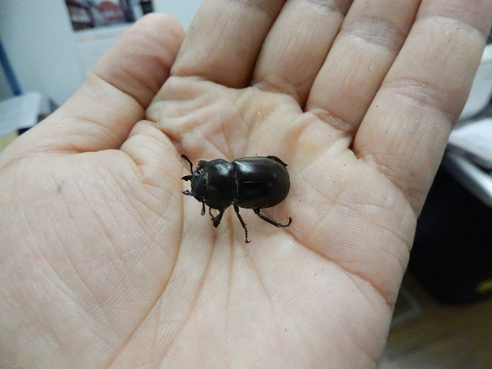 ナカゴメツヤクワガタ入荷。 BIGHORN カブト虫・クワガタムシの総合