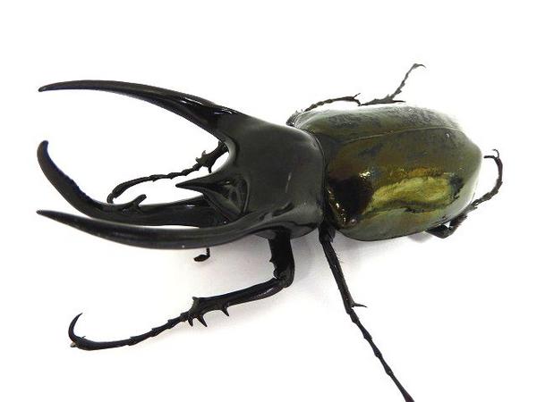 貴重産地。スマトラ島ベンクール産コーカサス入荷しています。 BIGHORN